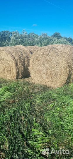 Продам сено в рулонах