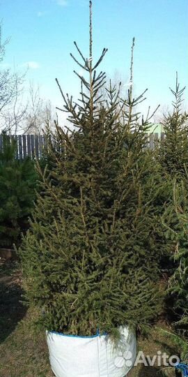 Саженцы сибирской ели экстра класс