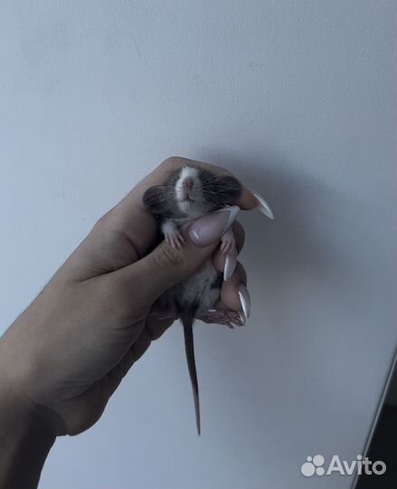 Крысята дамбо из проф. питомника