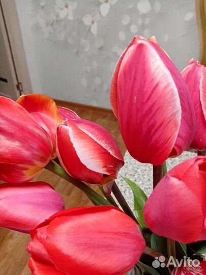 Тюльпаны. Луковицы