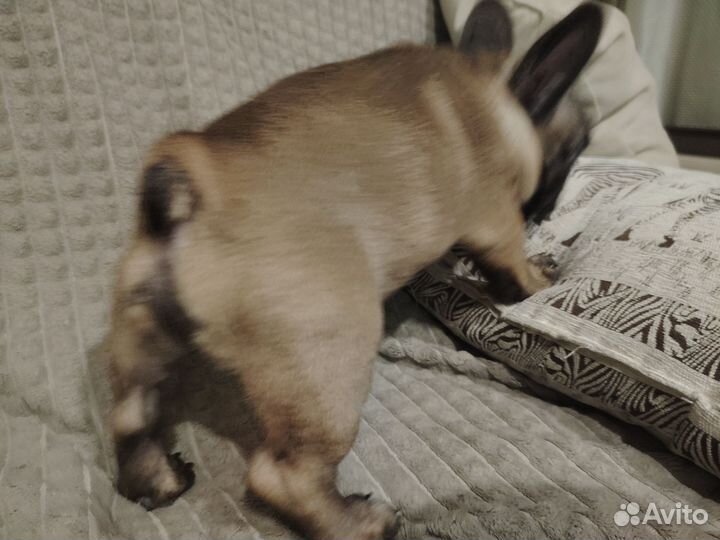 Французский бульдог щенки