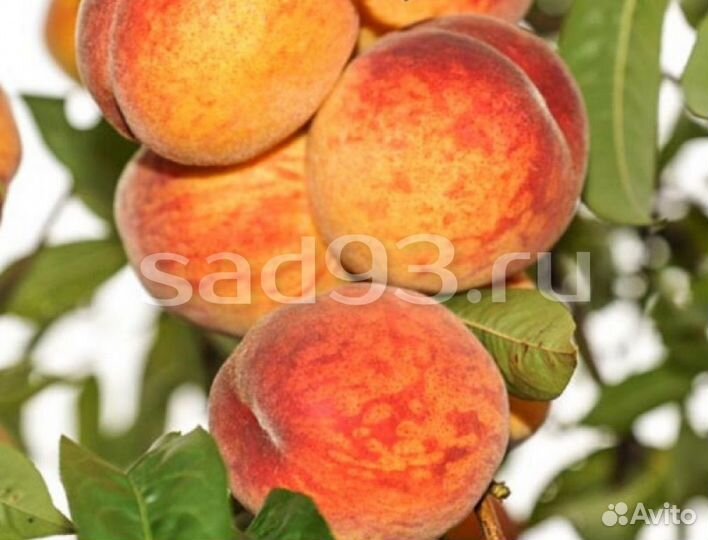 Персик колоновидный
