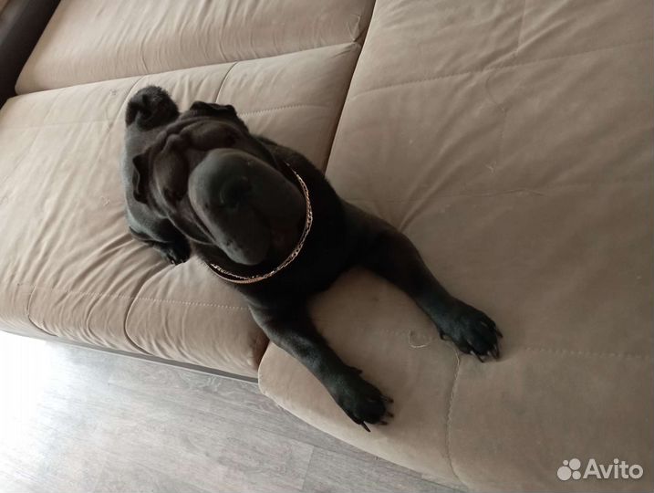 Шарпей вязка