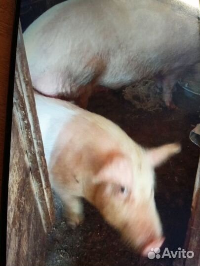 Продаю свиней