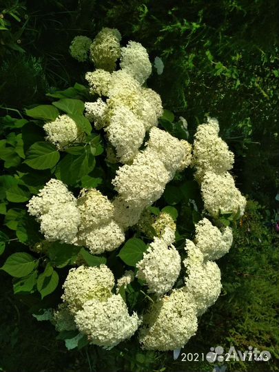 Декабрист саженцы