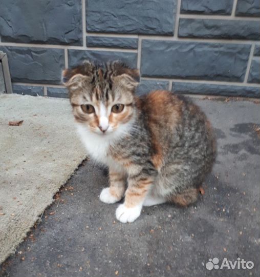 Отдам трехцветную кошечку (4,0 месяца)