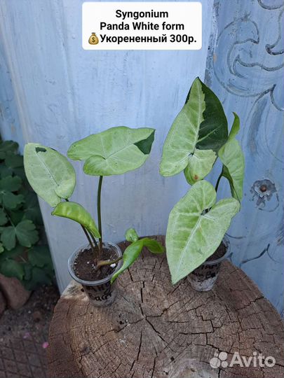 Монстеры,Сингониумы Конфетти,Арон Браун, 36 сортов