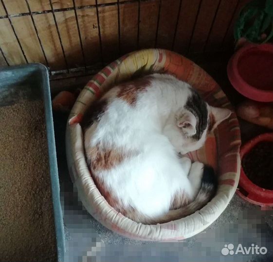 Кошечка Эля