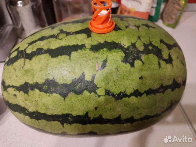 Семена арбуза Бедуин,Оранж Кинг, Топ Ган,дыни Амал