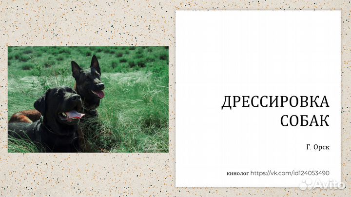 Дрессировка собак Орск