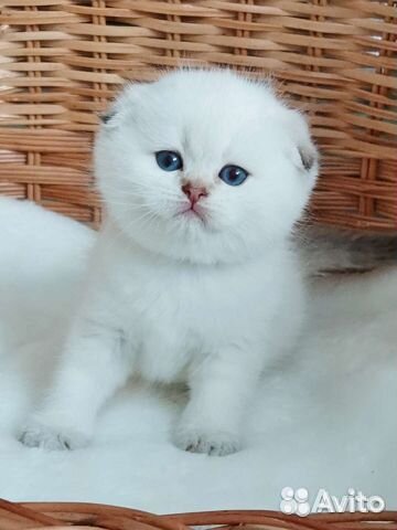 Серебристая шиншилла вислоушки