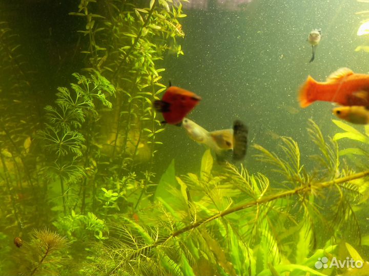 Аквариумные рыбки, растения