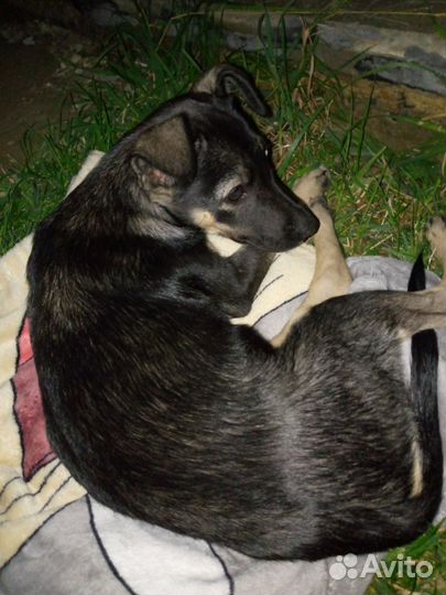 Щенок в добрые руки