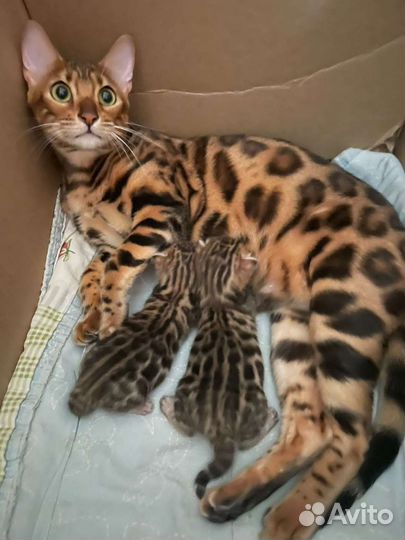 Бенгальские котята