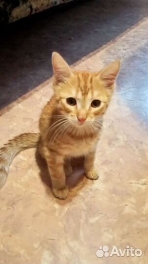 Рыжий котенок в добрые руки бесплатно