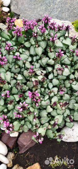 Мускари, Камнеломка, яснотка