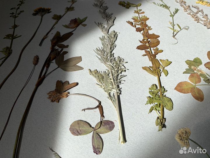 Лекарственные травы Гербарий сорные