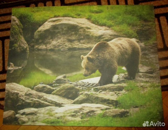 Медведь на водопое репродукция СССР