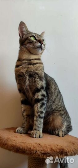 Котики в добрые руки