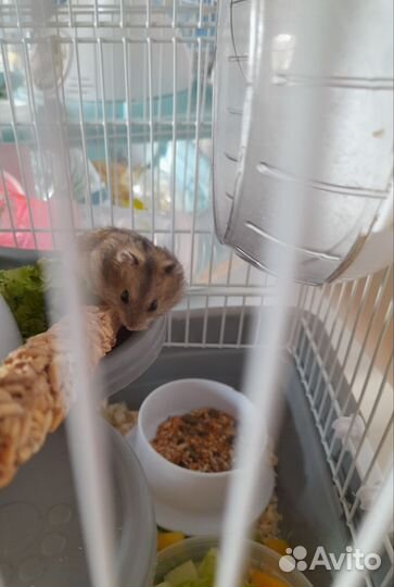 Джунгарские хомячки