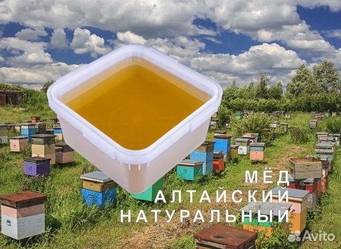 Мёд 2023 натуральный из Алтая опт