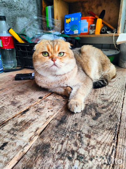 Вязка Кот