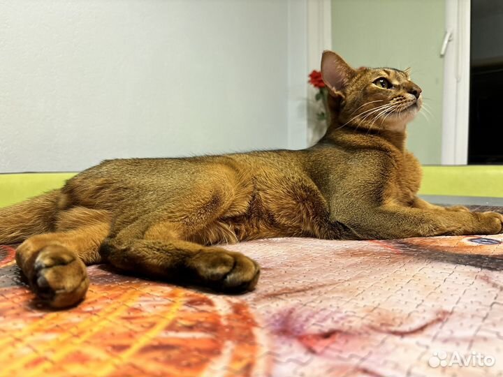 Абиссинский кот вязка