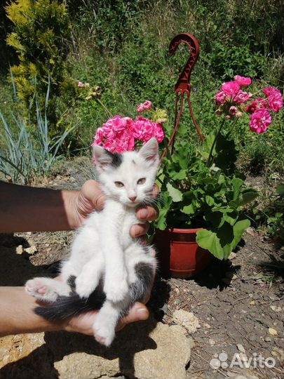 Милашка кошечка ищет дом