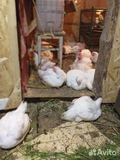 Мясо домашнего бройлера