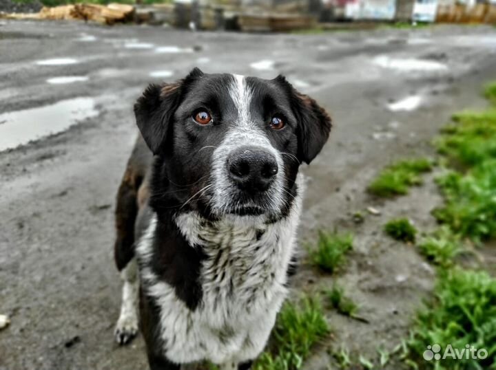 Рич ищет дом