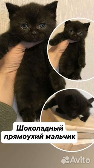Кошки