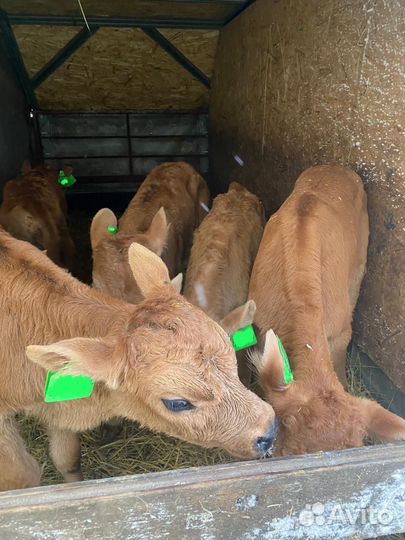 Телята бычки