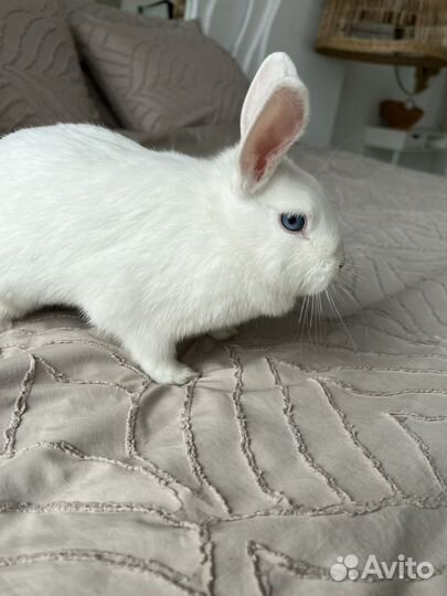 Декоративные кролики