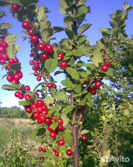 Саженцы Войлочной вишни
