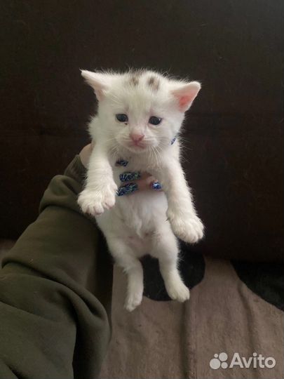 Котята в добрые руки две девочки(черную отдали)