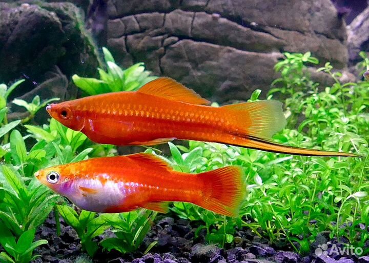 Рыбки меченосцы