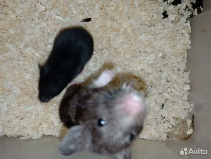 Хомяки чёрные сирийские