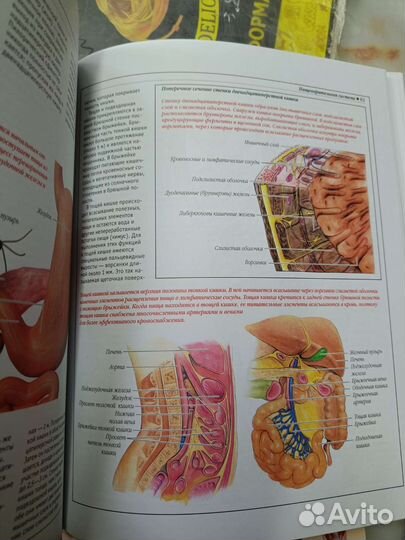 Атлас анатомии цветной глянцевый
