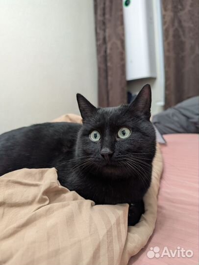 Черный котик Ежевиктор в добрые руки