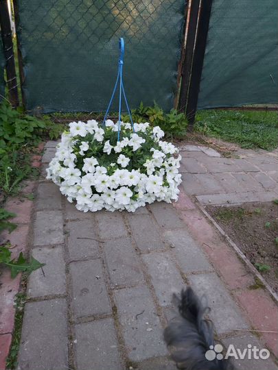 Вегетативная петуния