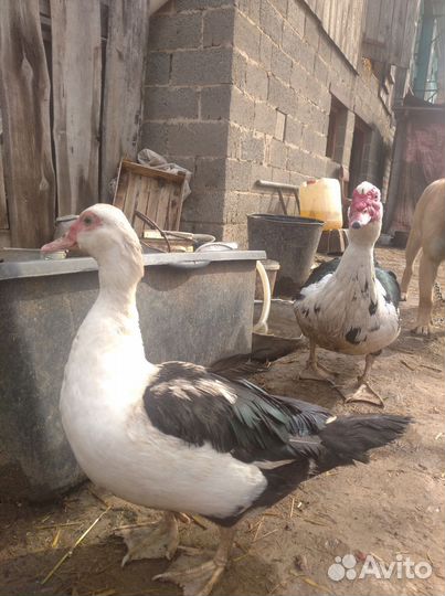 Селезень индоутки