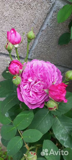 Роза чайная