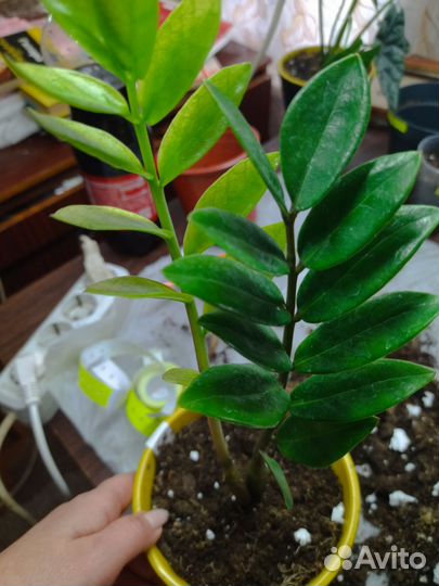 Замиокулькас акебоно