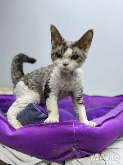 Котенок девон рекс