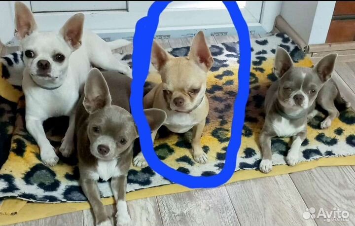 Мини Чихуахуа вязка и щенки