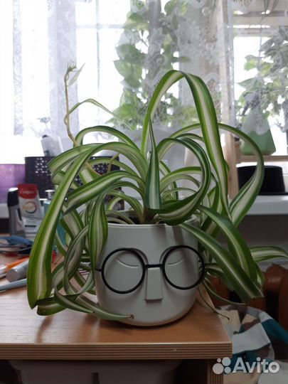 Хлорофитум кудрявый