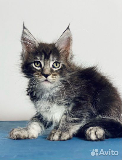 Котята мейн-кун