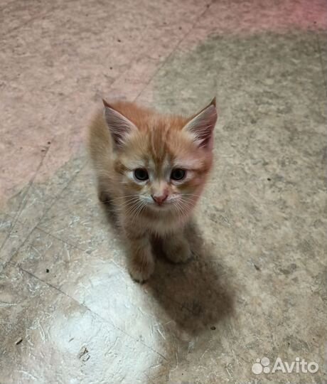 Рыжий котик