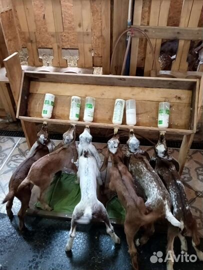 Англо-Нубийские козы