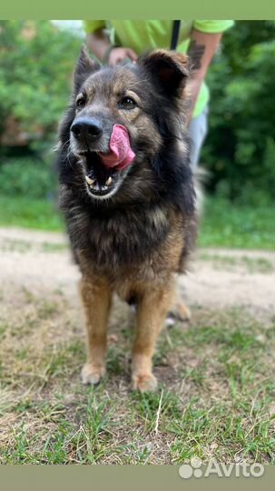 Самач пушистая собака хочет домой